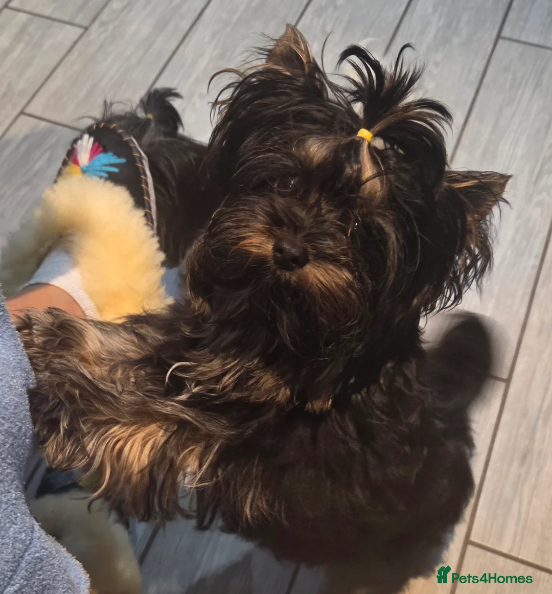 Yorkshire Terrier dogs for sale: Yorkshire Terrier Carrier  - Advert 1