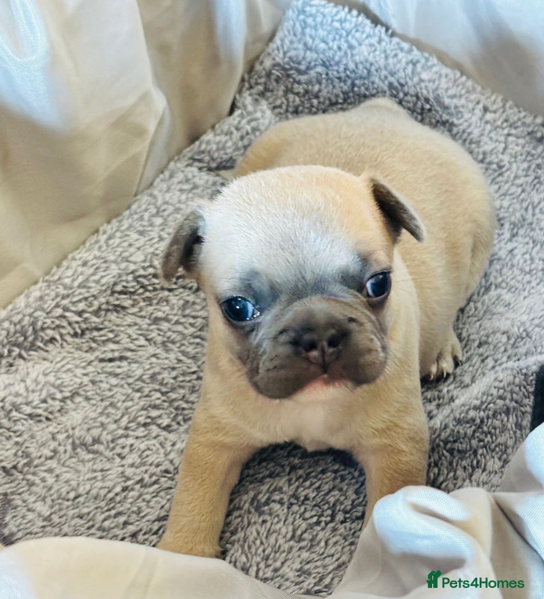 French Bulldog dogs for sale: French bulldog pups! - Image 5