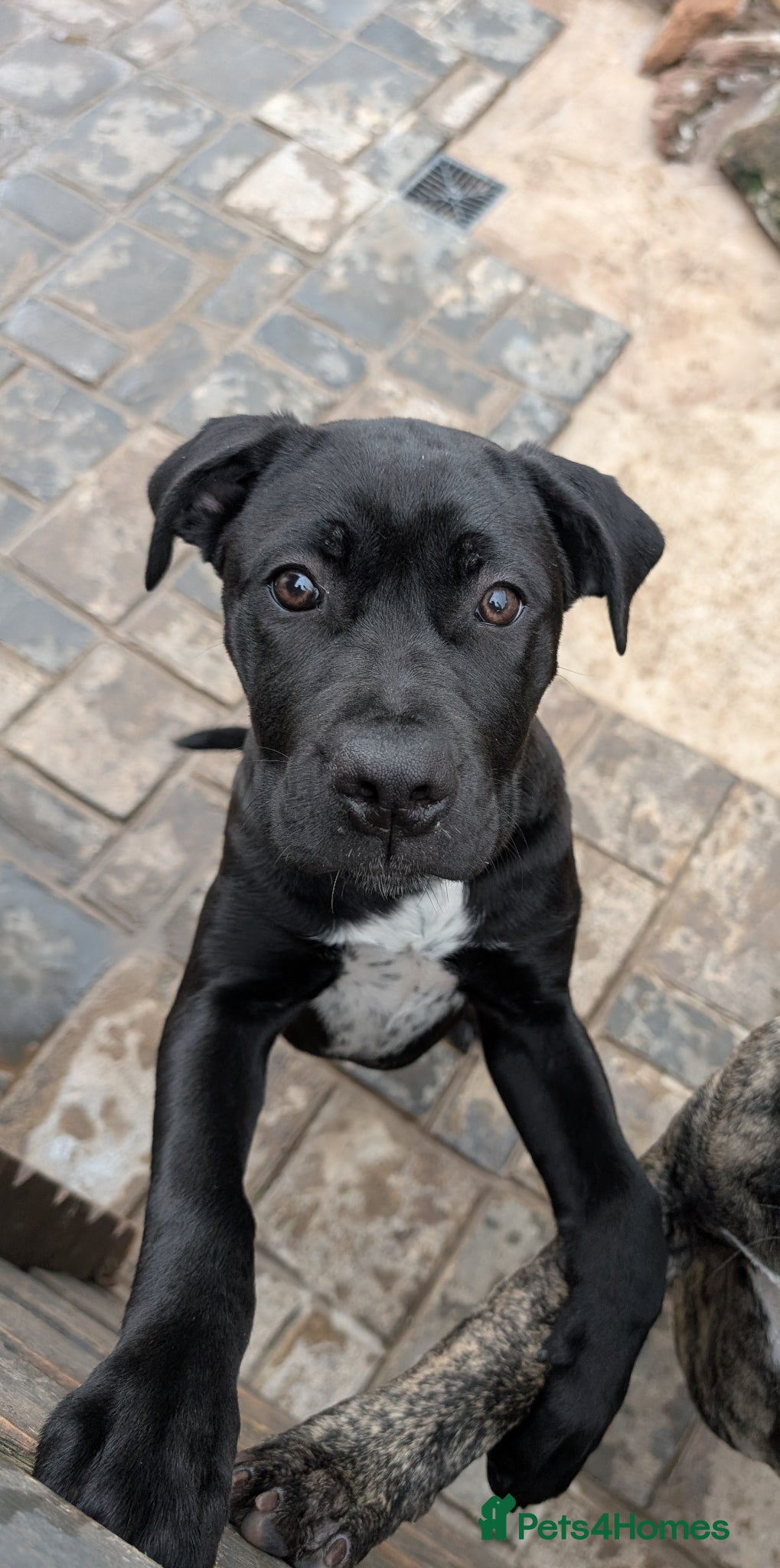 Cane Corso dogs Female cane corso puppy Ready to leave now - Advert 3