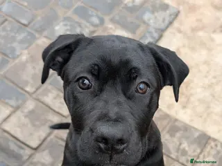 Cane Corso dogs Female cane corso puppy Ready to leave now - Advert 3