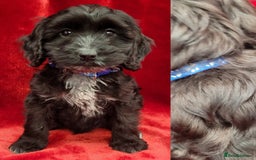 Cockapoo dogs for sale: Stunning F1 Show type cockapoos - Image 1