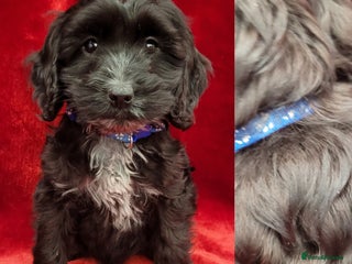 Cockapoo dogs - Advert 22