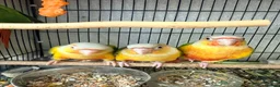 Conures birds for sale:   Pineapple Conures, Closed Rung, DNA - Advert 5