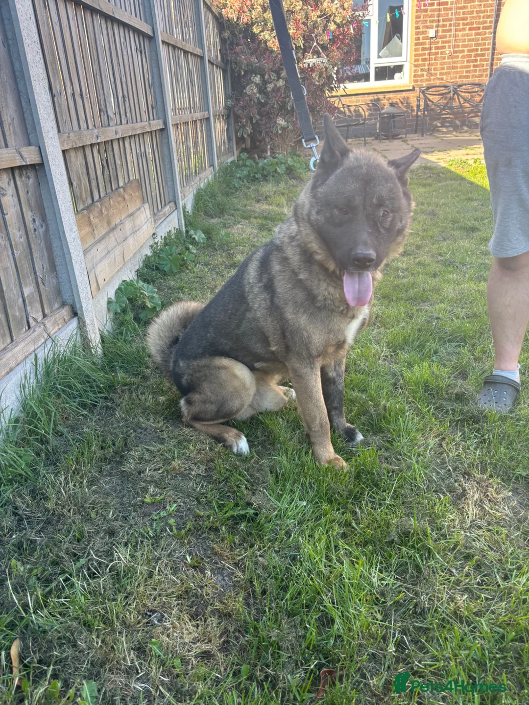 Akita dogs for sale: 6 year old Male American Akita  - Advert 4