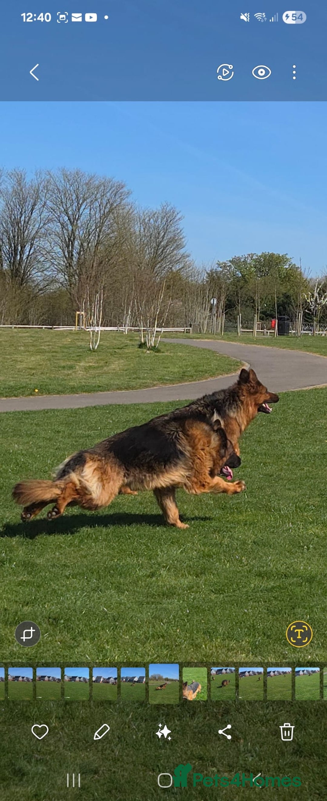 German Shepherd dogs for sale: TOP QUALITY LINES GSD PUPS AVAILABLE NOW - Image 9