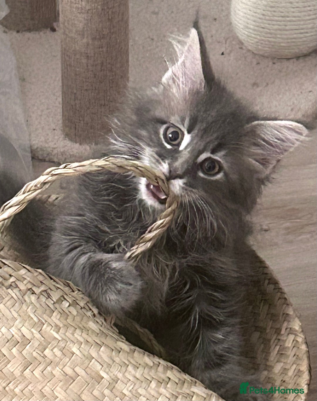 Maine Coon cats for sale: Beautiful full Maine Coon kittens ready now 😻 - Image 10