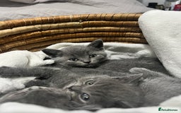 British Shorthair cats for sale: British shorthair hair kittens  - Image 7