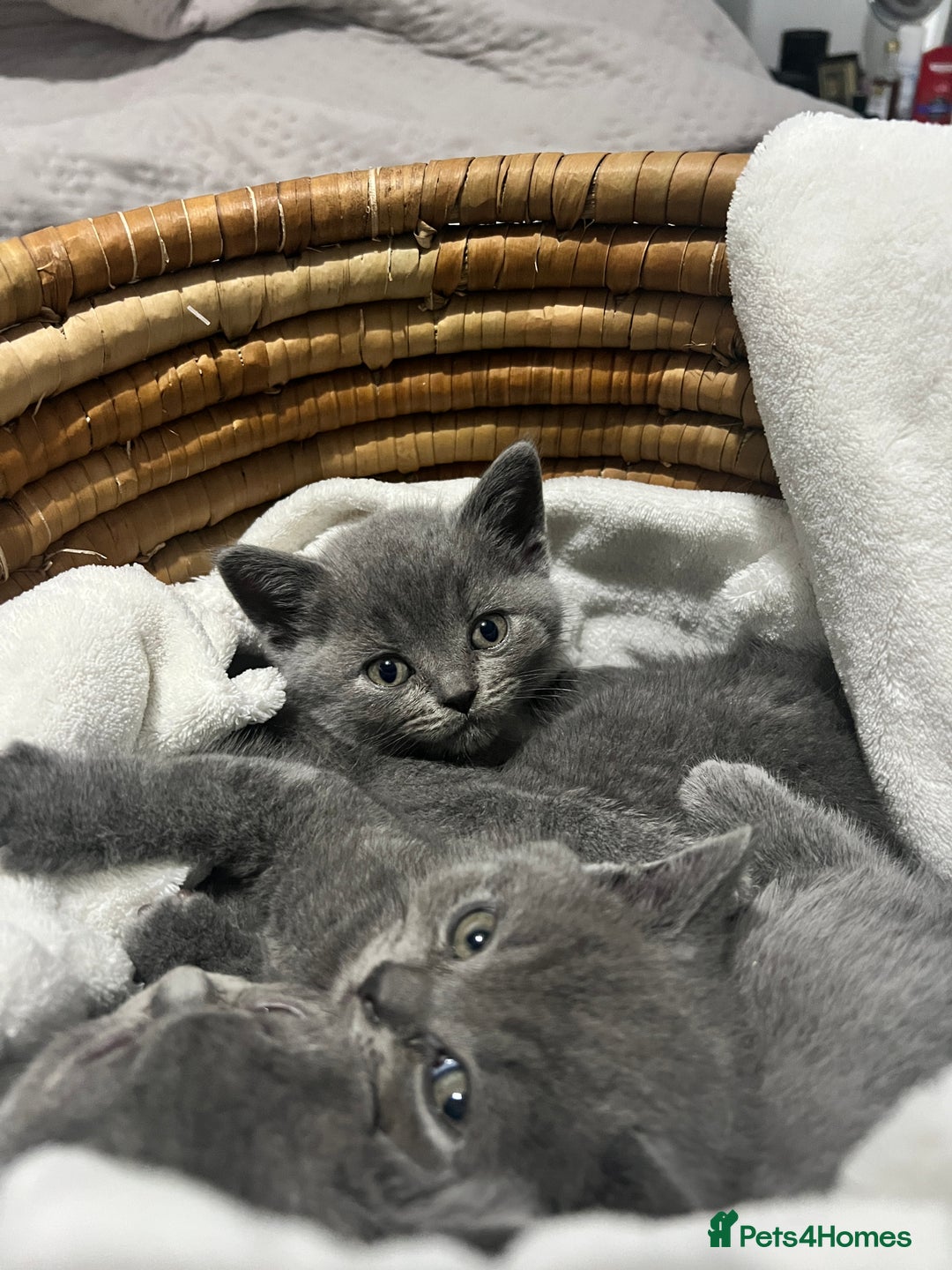 British Shorthair cats for sale: British shorthair hair kittens  - Image 7