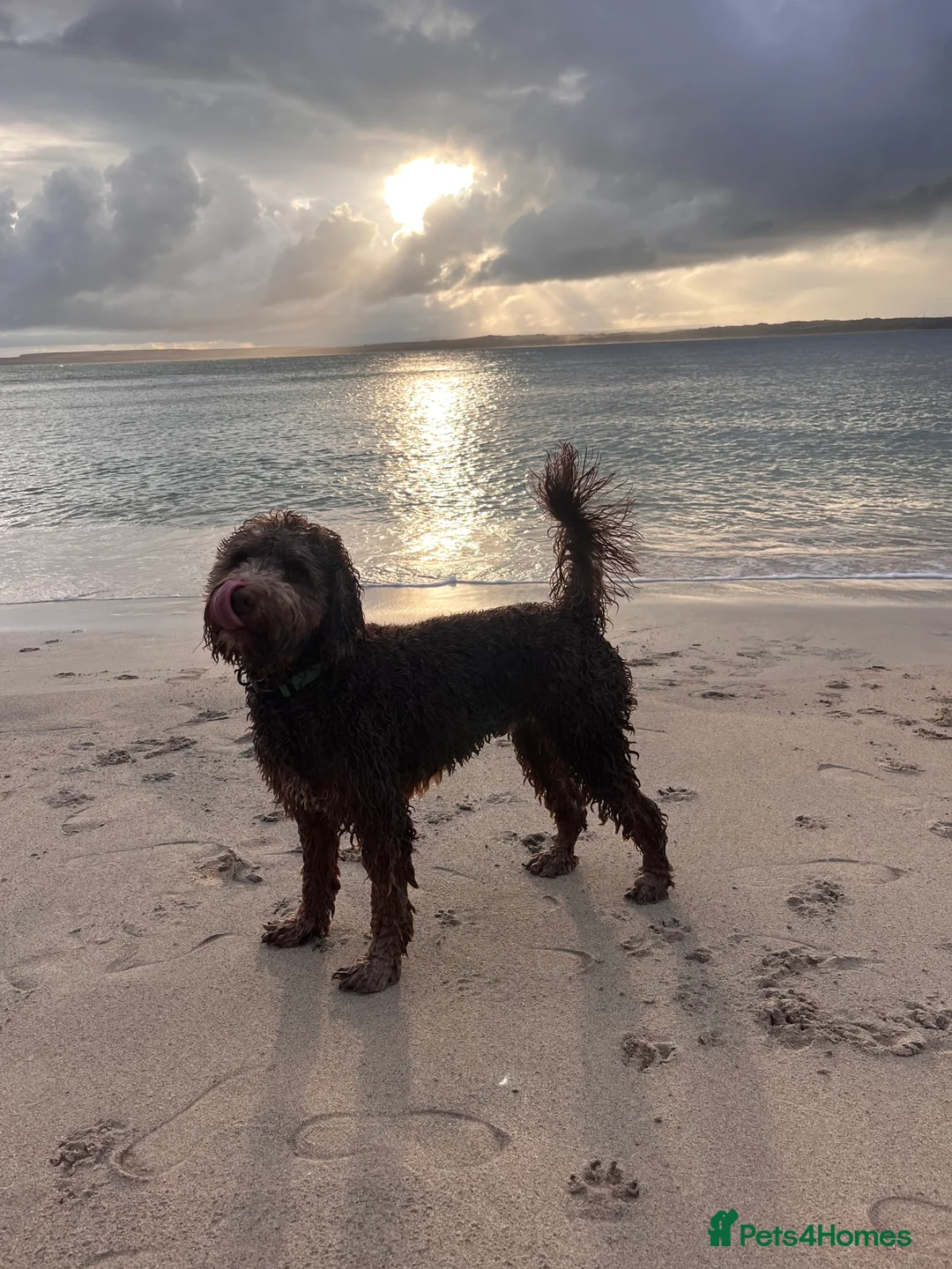 Australian Labradoodle dogs for stud: Australian Labradoodle Chocolate & White Tuxedo - Advert 8