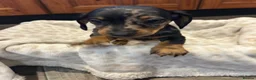 Dachshund dogs for sale: Dachshund puppies - Advert 2