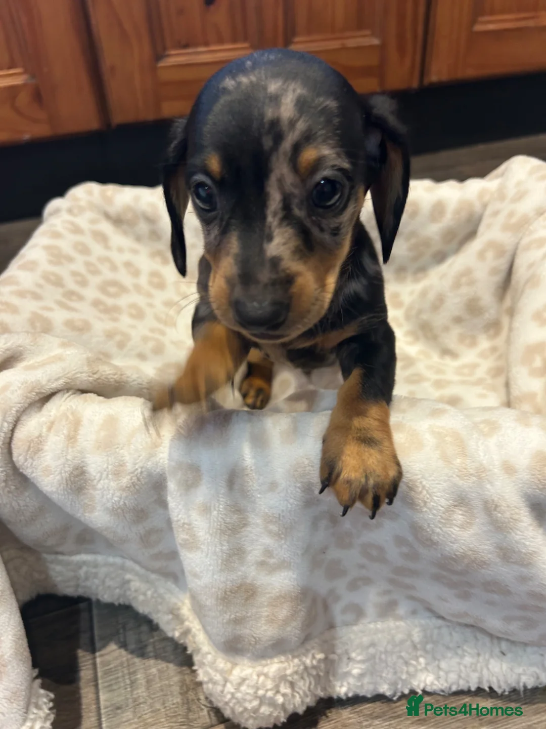 Dachshund dogs for sale: Dachshund puppies - Advert 2