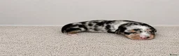 Miniature Dachshund dogs for sale: Wired dachund puppies  - Advert 25