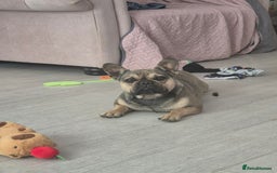 French Bulldog dogs for sale: Frenchie female  - Image 2