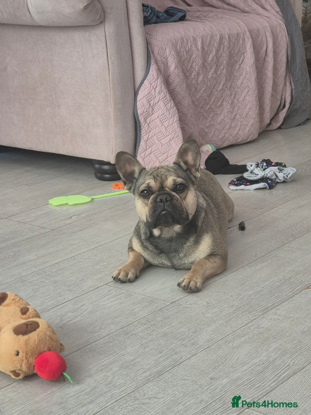 French Bulldog dogs for sale: Frenchie female  - Image 2