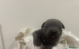 Staffordshire Bull Terrier dogs for sale: KC reg blue staffordshire bull terrier - Image 7