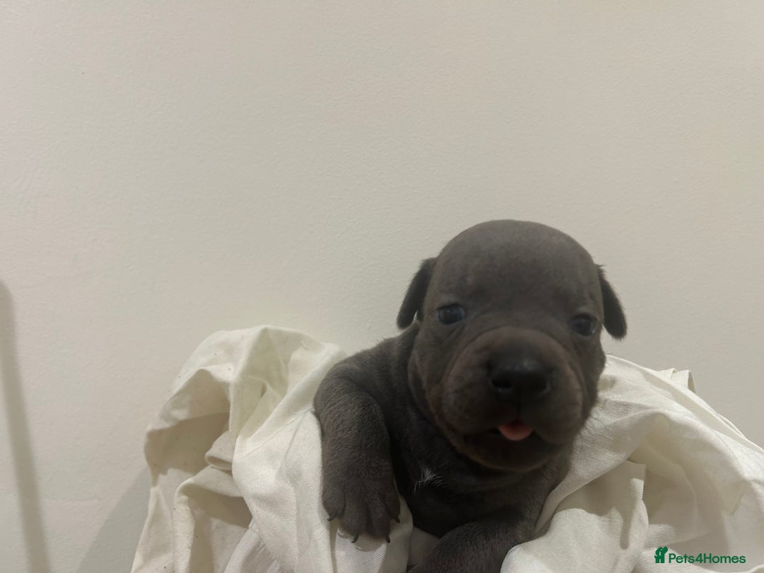Staffordshire Bull Terrier dogs for sale: KC reg blue staffordshire bull terrier - Image 7