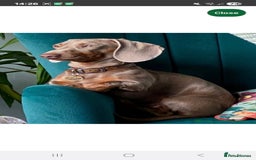 Miniature Dachshund dogs for sale: 💖 Adorable tiny miniature dachshund pups 💖 - Image 8