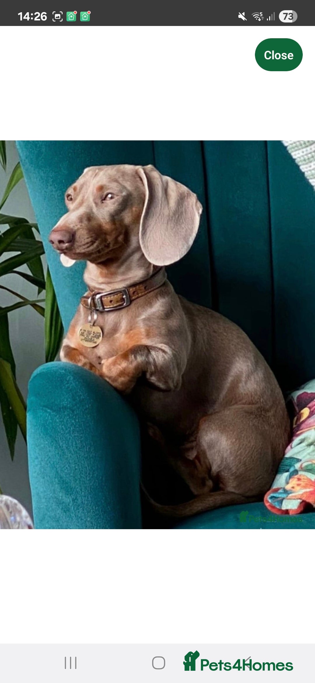Miniature Dachshund dogs for sale: 💖 Adorable tiny miniature dachshund pups 💖 - Image 8