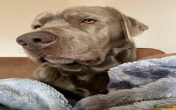 Labrador Retriever dogs for sale: Silver Labrador Retriever - Image 5