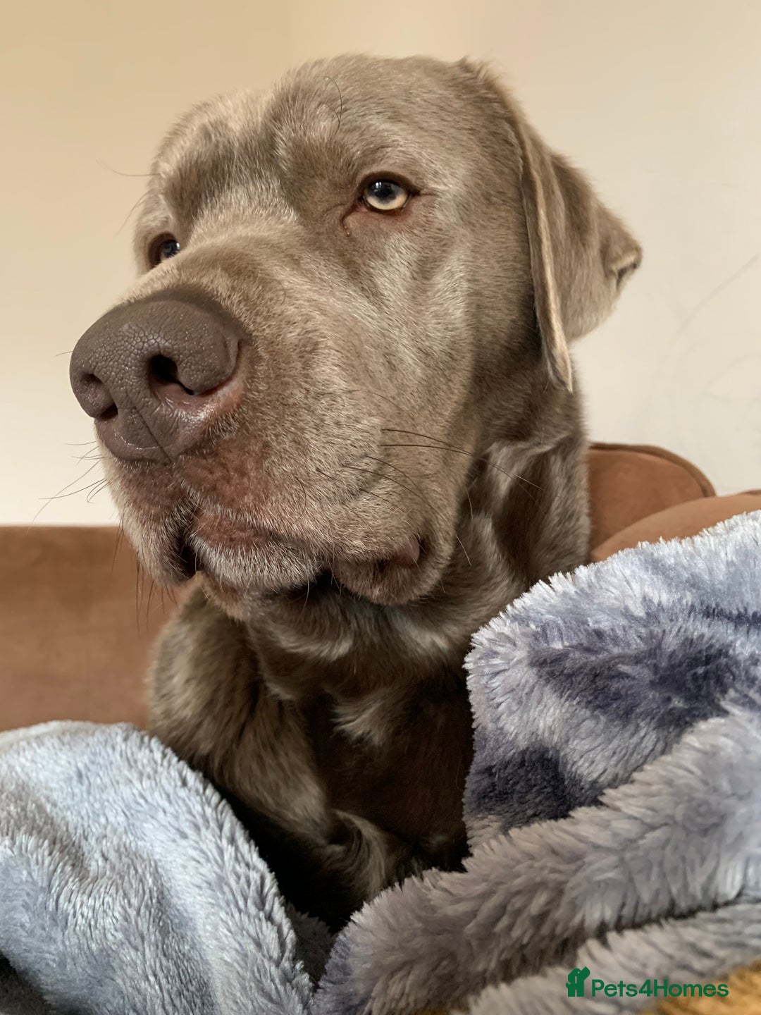 Labrador Retriever dogs for sale: Silver Labrador Retriever - Image 5