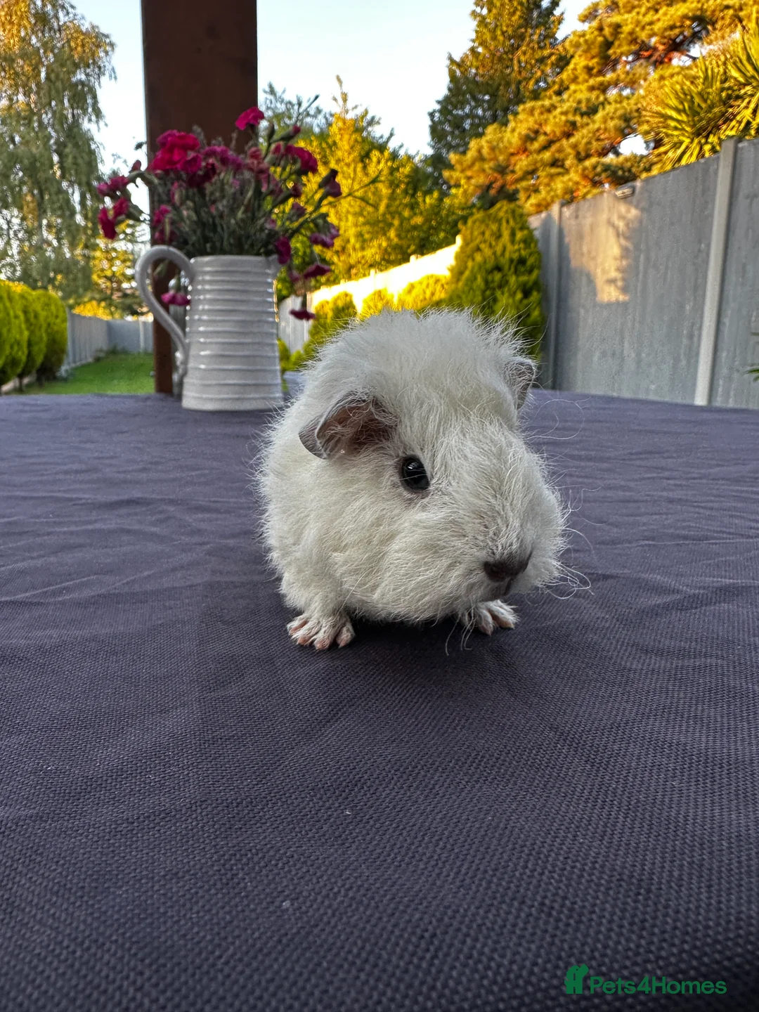 Guinea Pig rodents for sale: Teddy Guinea girls=£60 and few boys=£20 Thank you. - Advert 4