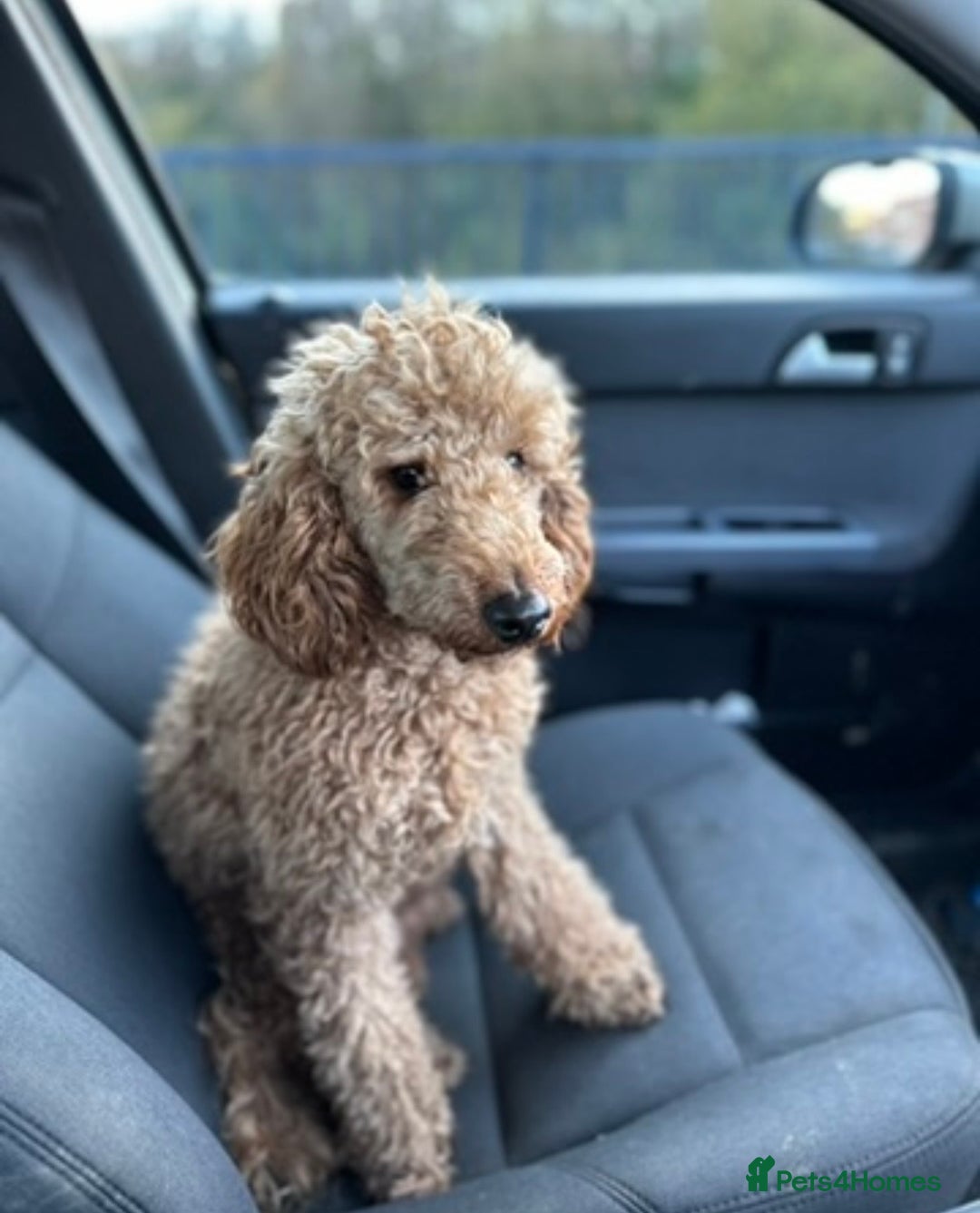 Cockapoo dogs for sale: Beautiful cockapoos for sale - Advert 7