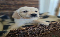 Golden Retriever dogs for sale: Beautiful Golden Retrievers READY TO GO!  - Image 11