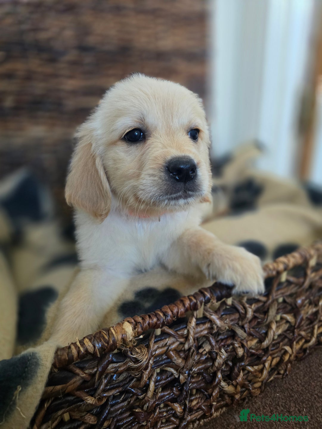 Golden Retriever dogs for sale: Beautiful Golden Retrievers READY TO GO!  - Image 11