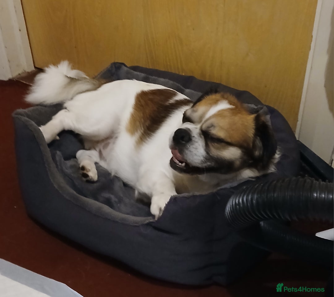 Jug dogs for sale: Finding a loving family - Image 3
