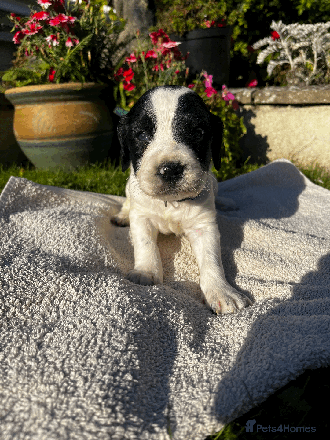 Sprocker dogs for sale: Sprocker Puppies - Image 7