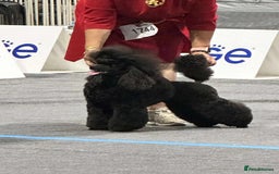 Miniature Poodle dogs for sale: Exquisite, DNA clear, puppies,  Slaves wanted! - Image 2