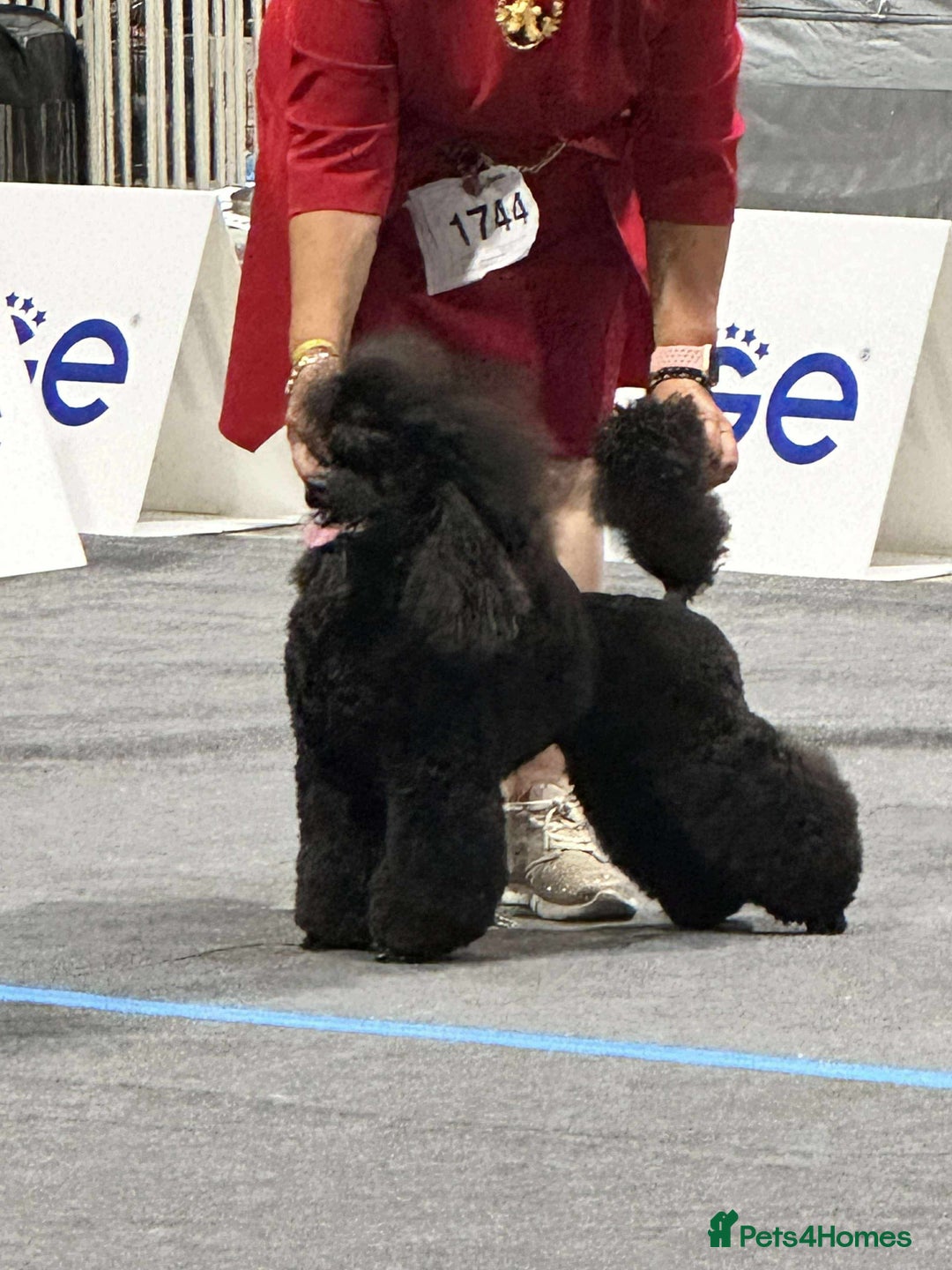 Miniature Poodle dogs for sale: Exquisite, DNA clear, puppies,  Slaves wanted! - Image 2