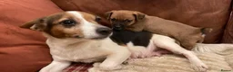 Jack Russell dogs for sale: Stunning tricolour Jack Russell puppy  - Advert 2