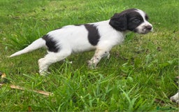 Cocker Spaniel dogs for sale: WORKING COCKER SPANIELS ..DNA CLEAR - Image 16