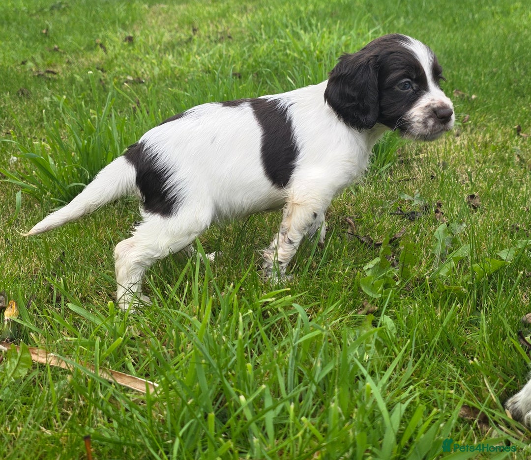 Cocker Spaniel dogs for sale: WORKING COCKER SPANIELS ..DNA CLEAR - Image 16