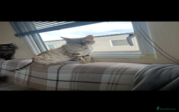 Bengal cats for sale: Snow & charcoal - Image 2