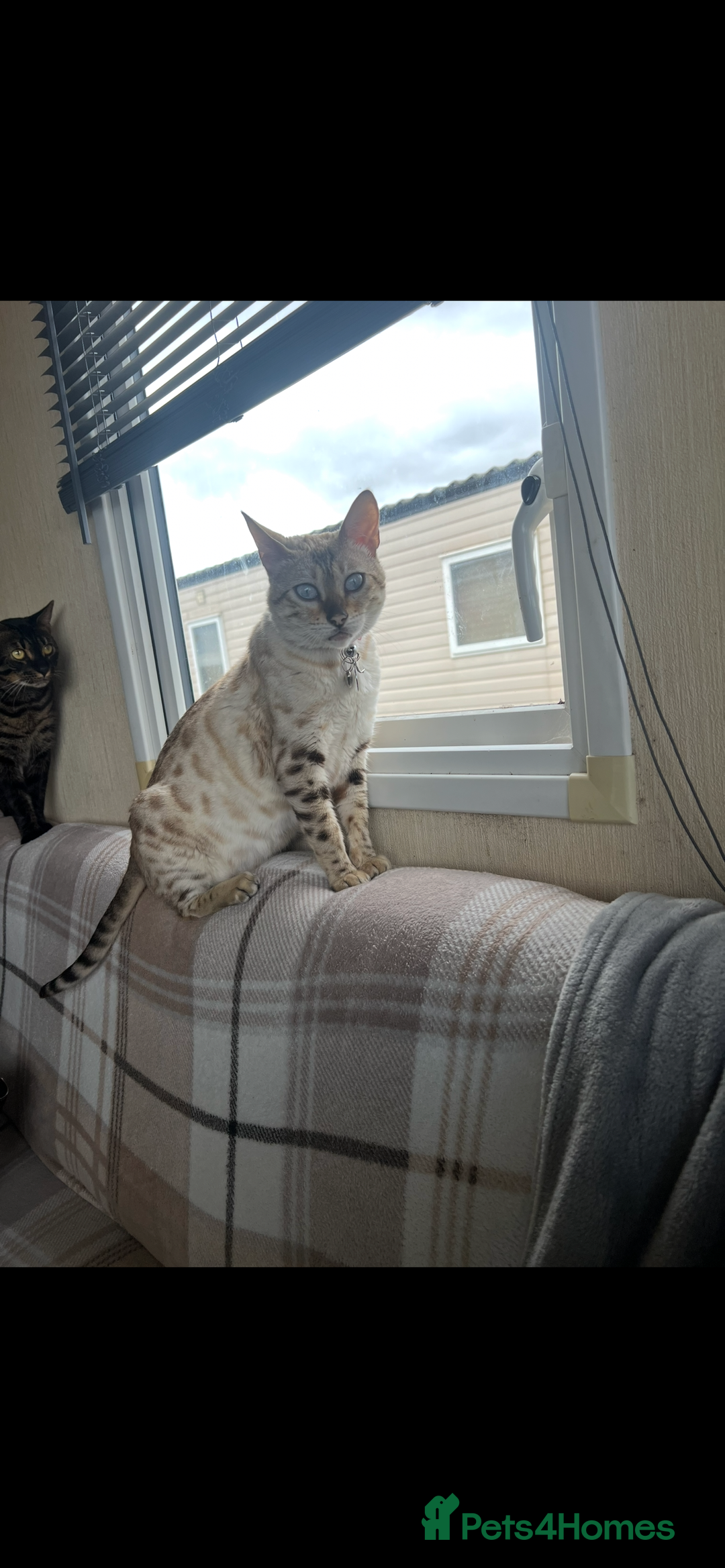 Bengal cats for sale: Snow & charcoal - Image 2