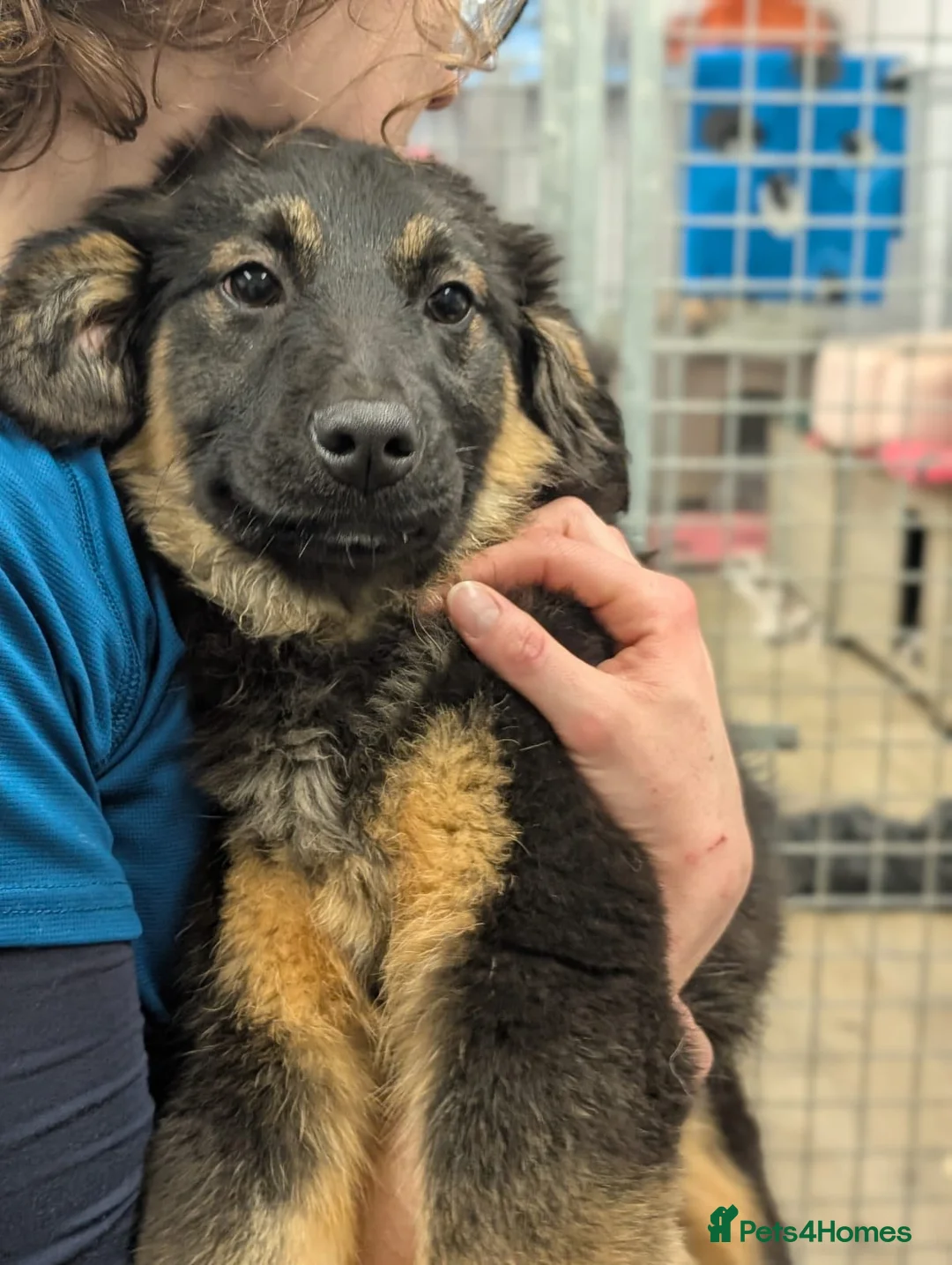 Mixed Breed dogs for adoption: Pansy - In Aye Looking for a Home  - Advert 2