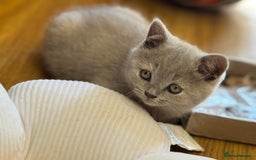 British Shorthair cats for sale: Incredible GCCF British shorthaired kittens  - Image 19