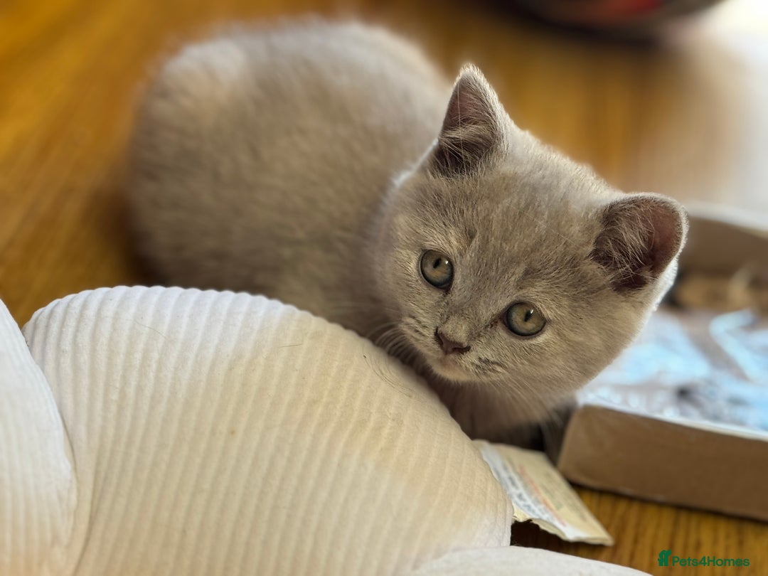 British Shorthair cats for sale: Incredible GCCF British shorthaired kittens  - Image 19