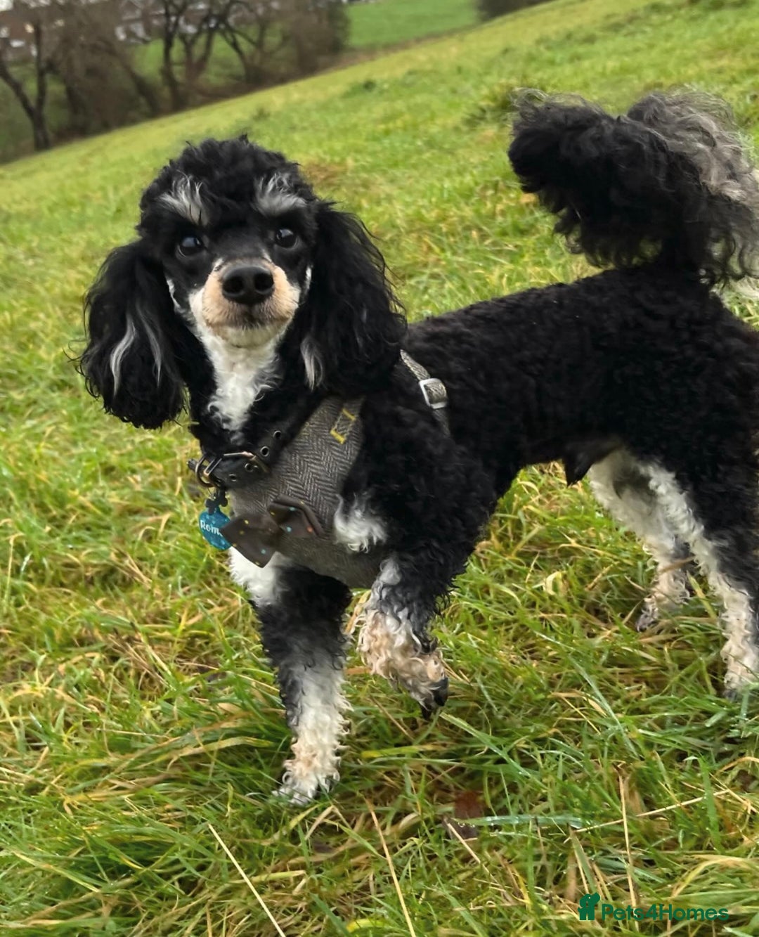 Toy Poodle dogs for stud: GRANDSON OF RICO! Health tested KC Toy Poodle Stud in Middlesbrough - Advert 6