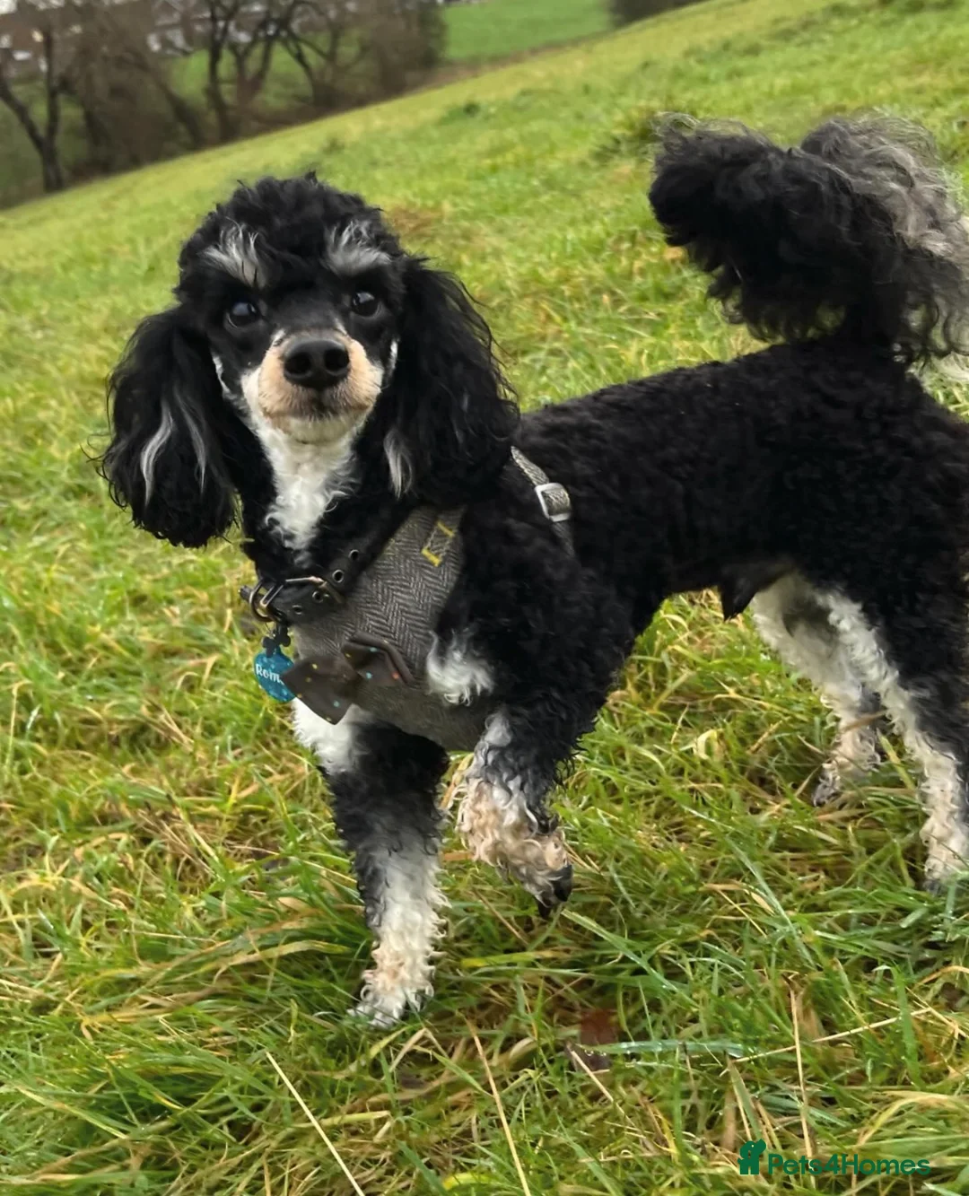 Toy Poodle dogs for stud: GRANDSON OF RICO! Health tested KC Toy Poodle Stud in Middlesbrough - Advert 6