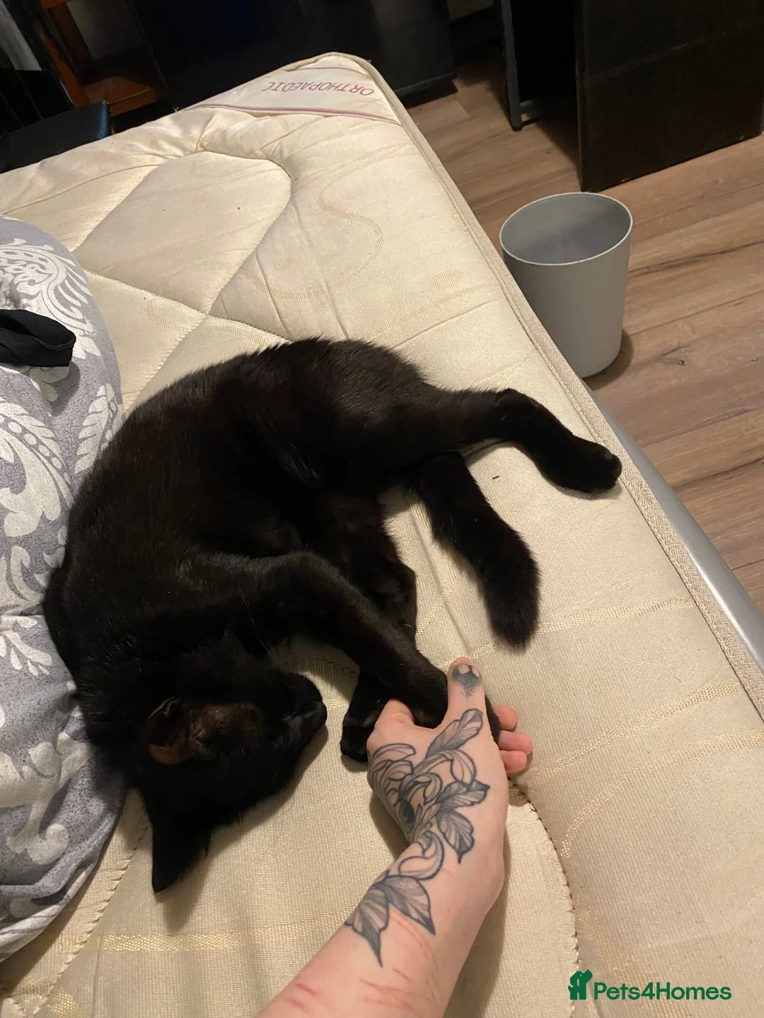 Domestic Shorthair cats for sale: 10 month old black boy cat  in Birmingham - Advert 6