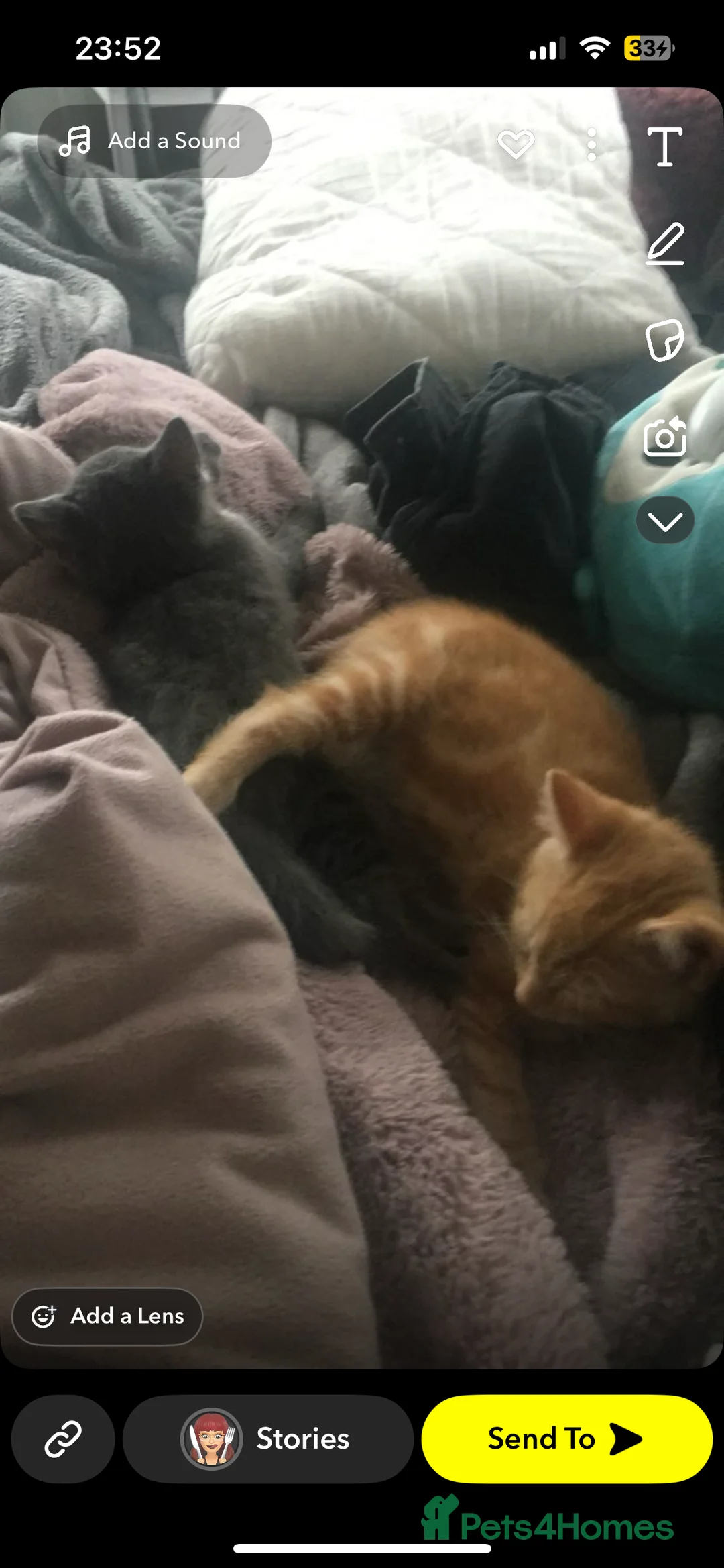 Mixed Breed cats for sale: Rehoming Cats  in Grimsby - Advert 9