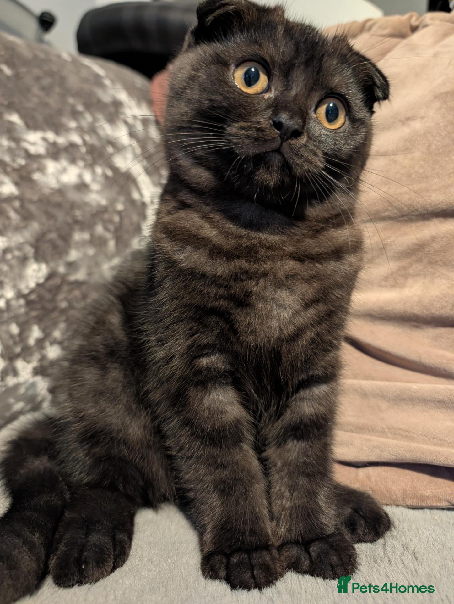 Scottish Fold cats 🩵🩷Scottish fold babies ready to leave now🩷🩵 - Advert 2