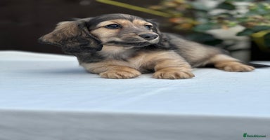 Miniature Dachshund dogs - Advert 4
