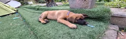 Belgian Shepherd Dog dogs for sale: Belgian Sheperd Malinois  in Nottingham - Advert 14