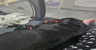 Rottweiler dogs Beautiful kc rottweiler puppies 3rd gen 3 left - Advert 10