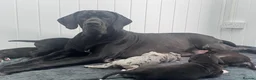 Great Dane dogs for sale: Chunky Great Dane puppies  - Advert 9