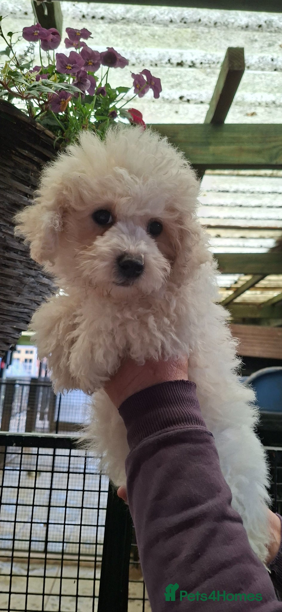 Bichon Frise dogs One beautiful bichon girl pup - Advert 3